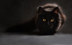 A black cat halted the Cowboy-Giants football game.