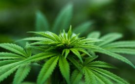 Cannabis