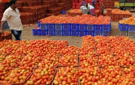 Hundreds of Boxes of Tomatoes in the Market