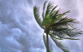 Palm tree in a storm